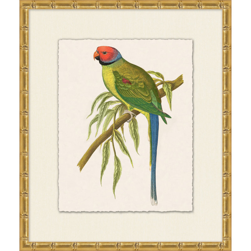 Providence Art Tropical Parrot 6 Picture Frame Painting Print on